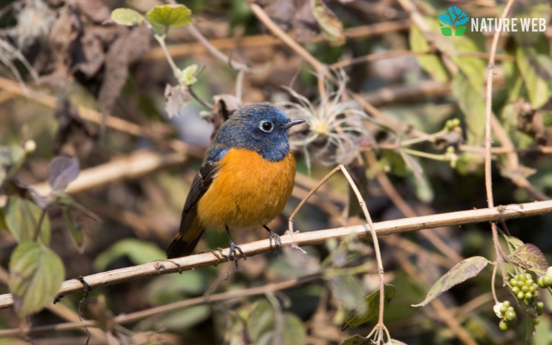 Perching Birds